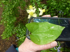 Epimedium × versicolor