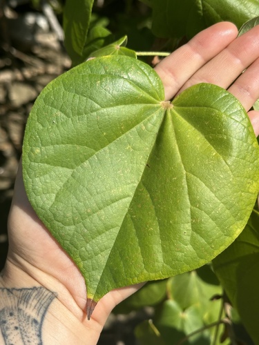 Majagua (Hibiscus tiliaceus)