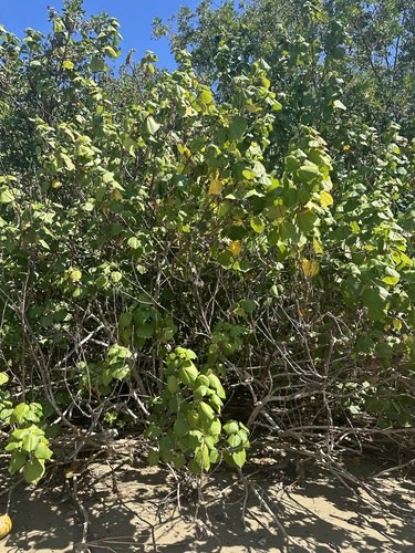 Majagua (Hibiscus tiliaceus)