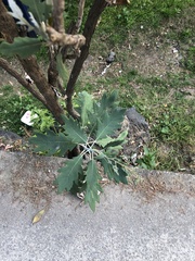 Bocconia frutescens