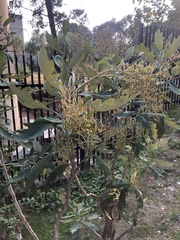 Bocconia frutescens