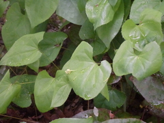 Epimedium × versicolor