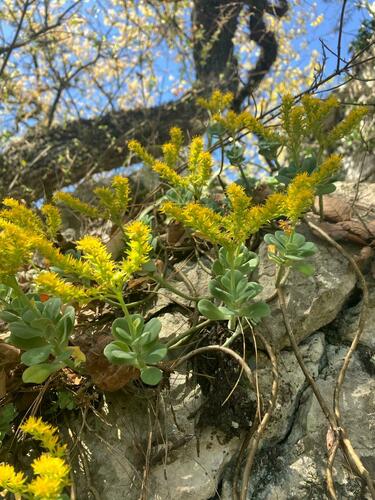 Sedum palmeri