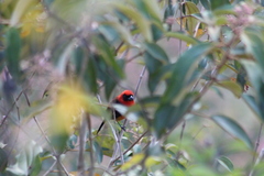 Piranga leucoptera