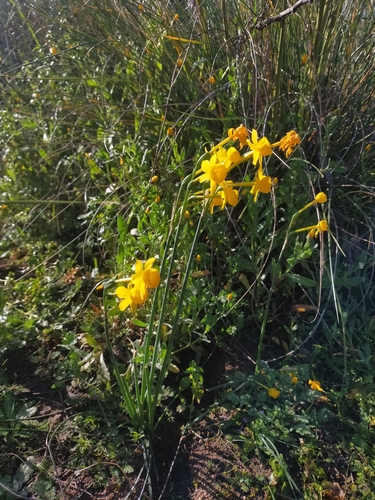 Image of Narcissus fernandesii by (c) Jorge Íñiguez, some rights reserved (CC BY)