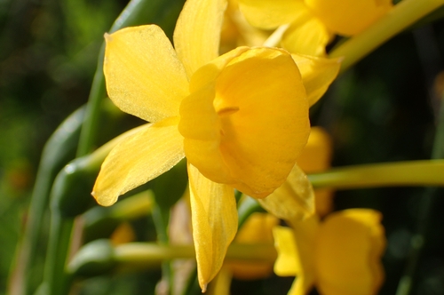 Image of Narcissus fernandesii by (c) Jorge Íñiguez, some rights reserved (CC BY)