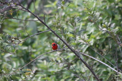 Piranga leucoptera