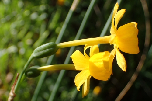 Image of Narcissus fernandesii by (c) Jorge Íñiguez, some rights reserved (CC BY)