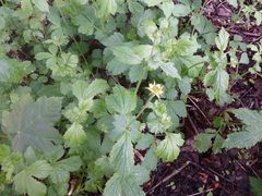 Epimedium × versicolor