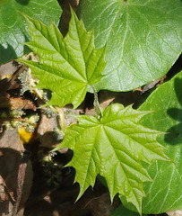 Acer platanoides