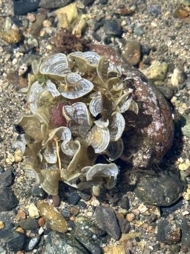 Padina mexicana (Padina mexicana)