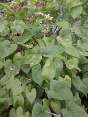 Epimedium × versicolor