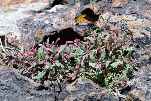 Image of Erythranthe rubella by (c) Andrew Tree, some rights reserved (CC BY)