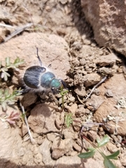 Paracotalpa granicollis