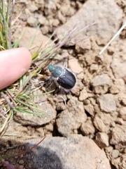 Paracotalpa granicollis