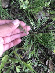 Catapodium rigidum