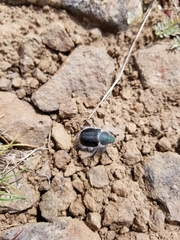 Paracotalpa granicollis