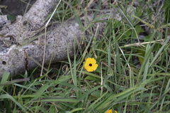 Thunbergia alata image