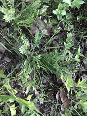 Catapodium rigidum