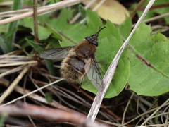 Tachina ursina