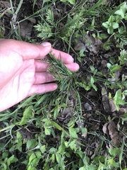 Catapodium rigidum