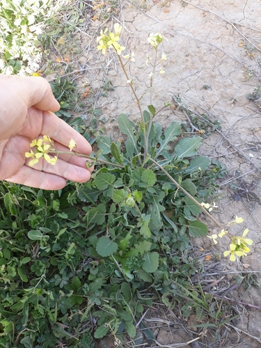 Image of Diplotaxis virgata by (c) Karim Haddad, some rights reserved (CC BY)