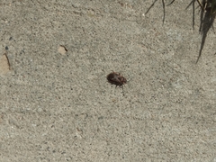 Arocatus melanocephalus