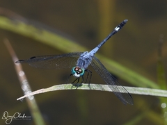 Micrathyria aequalis