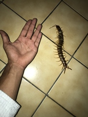 Scolopendra gigantea