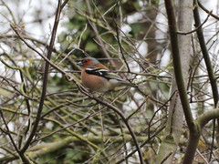 Fringilla coelebs