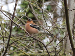 Fringilla coelebs
