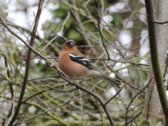 Fringilla coelebs