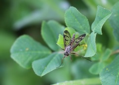 Rhagio atlanticus