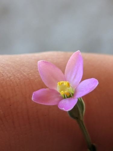Centaurium capense (Centaurium capense)