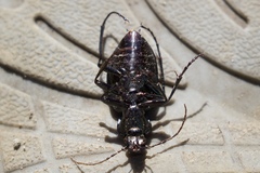 Carabus goryi