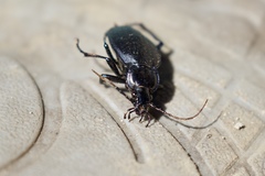Carabus goryi