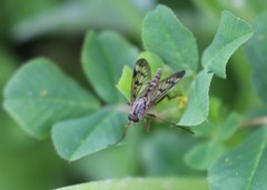 Rhagio atlanticus