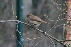Erithacus rubecula