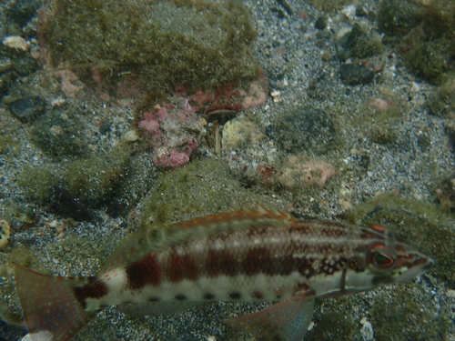 Barred serrano (Serranus psittacinus) — Serranidae — 4