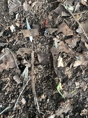 Camponotus