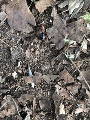 Camponotus