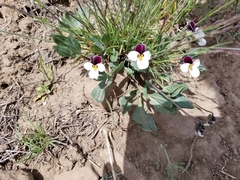 Viola trinervata