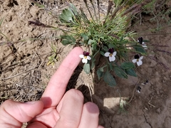 Viola trinervata