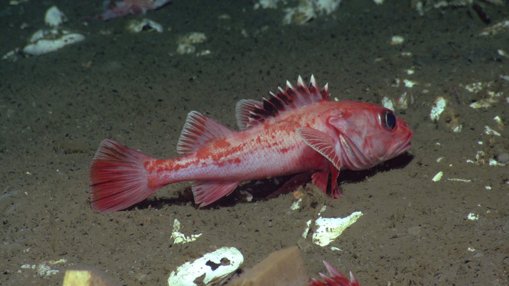 Shortspine Thornyhead in May 2012 by Ocean Networks Canada · iNaturalist