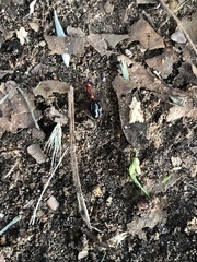 Camponotus