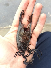 Scyliorhinus stellaris