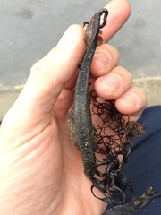 Scyliorhinus stellaris