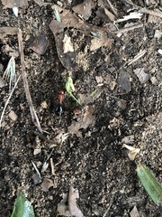 Camponotus