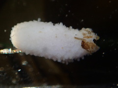 Eupentacta quinquesemita