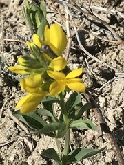 Thermopsis divaricarpa